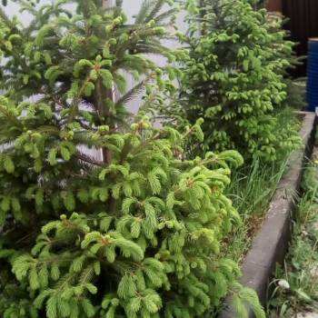 Сдается Дом, 32 м²