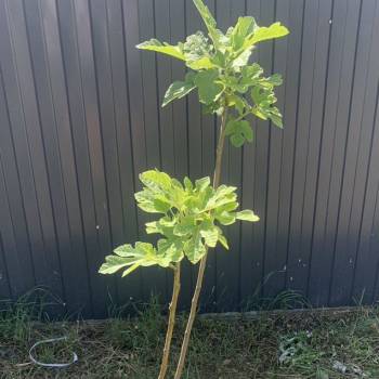 Продается Участок, 600 м²