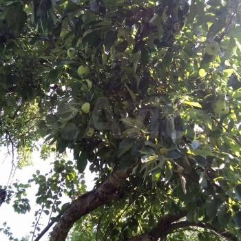 Продается Дом, 20 м²