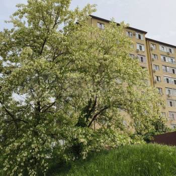 Продается 2-х комнатная квартира, 49,3 м²