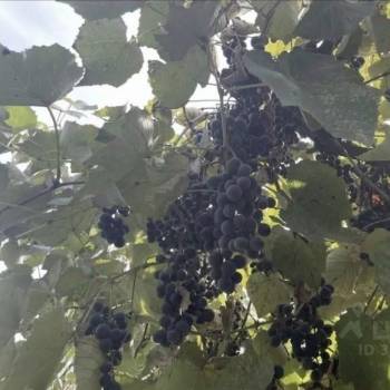 Продается Дом, 24 м²