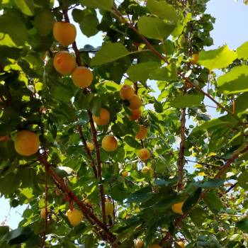 Продается Дом, 100 м²