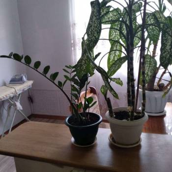 Сдается Комната, 20 м²