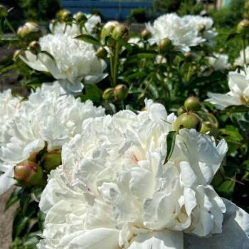 Продается Участок, 720 м²