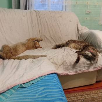 Сдается Дом, 0 м²