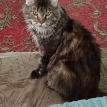 Сдается Дом, 0 м²