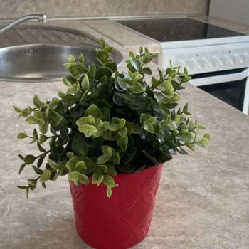 Сдается 1-комнатная квартира, 31 м²