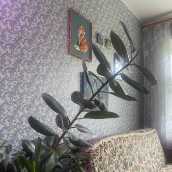 Сдается 1-комнатная квартира, 31 м²