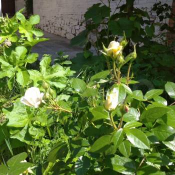 Сдается Дом, 28 м²