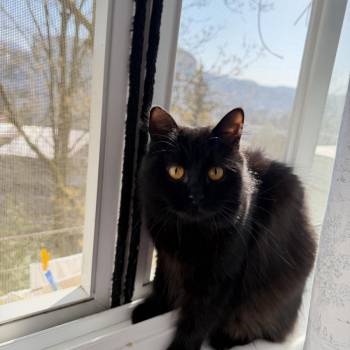 Сдается Комната, 15,5 м²