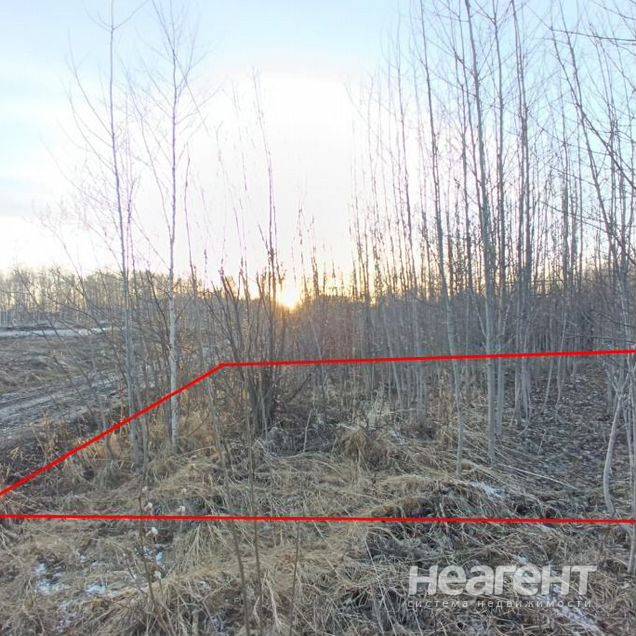 Фотография №3