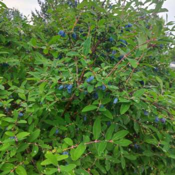 Продается Дом, 10 м²