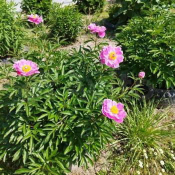 Продается Участок, 780 м²