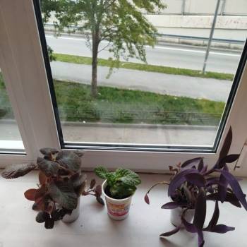 Сдается 1-комнатная квартира, 29,2 м²